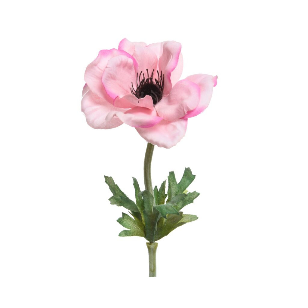 Anemone su stelo